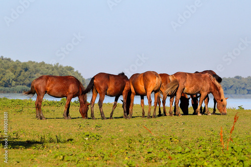 A herd of wild horses is grazing near the lake on an island in Danube Biosphere Reserve