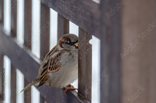 Sparrow peeking out from the iron fence photo