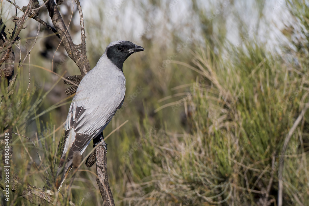 Black-faced Cuckooshrike (Coracina novaehollandiae) race Black-faced Cuckooshrike (Coracina novaehollandiae) race