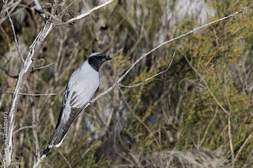 Black-faced Cuckooshrike (Coracina novaehollandiae) race 