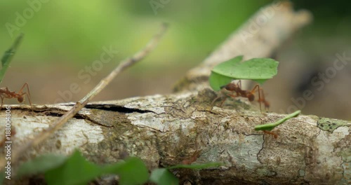 Leafcutter Ants, Costa Rica photo