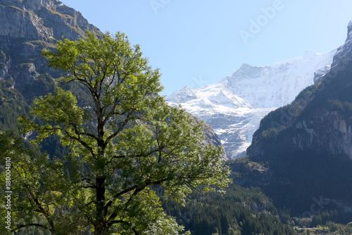 Deciduous tree and rocky mountains