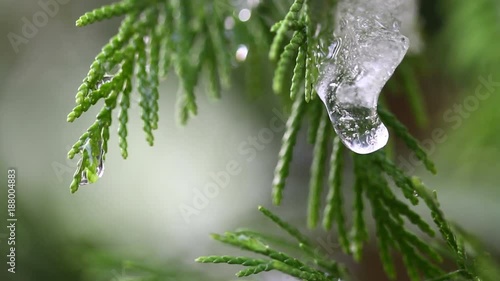 Snow melting on buds on branches of winter trees. Closeup of water drops from melting snow over blurred trees background. Nature winter or spring background. Real time full hd video footage.