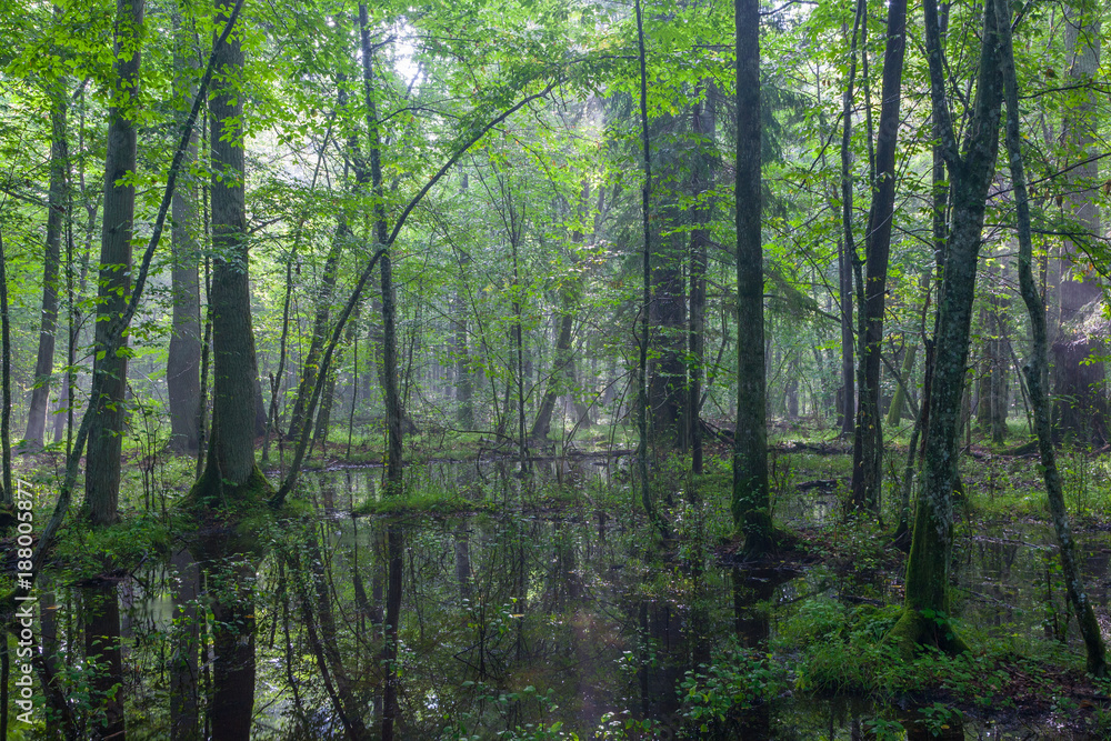 Summer midday with light entering rich deciduous stand