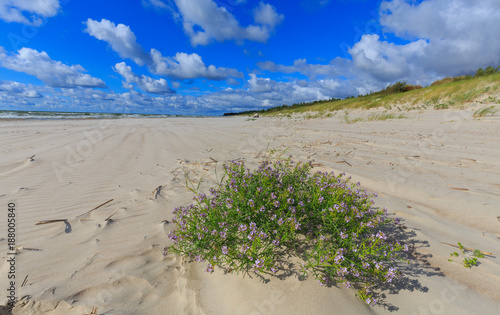 Empty beach and clomp of blue flowers photo