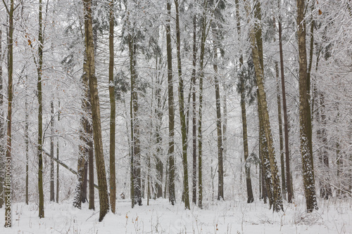 Winter landscape of natural forest with birch and hornbeam trees