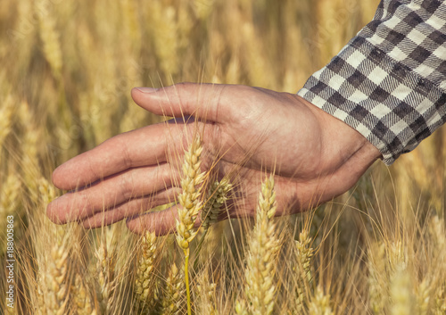 Farmer agronomist on the wheat field touches the golden spikelet. Grain harvest in summer.