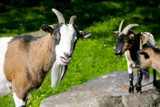 Portrait of goats