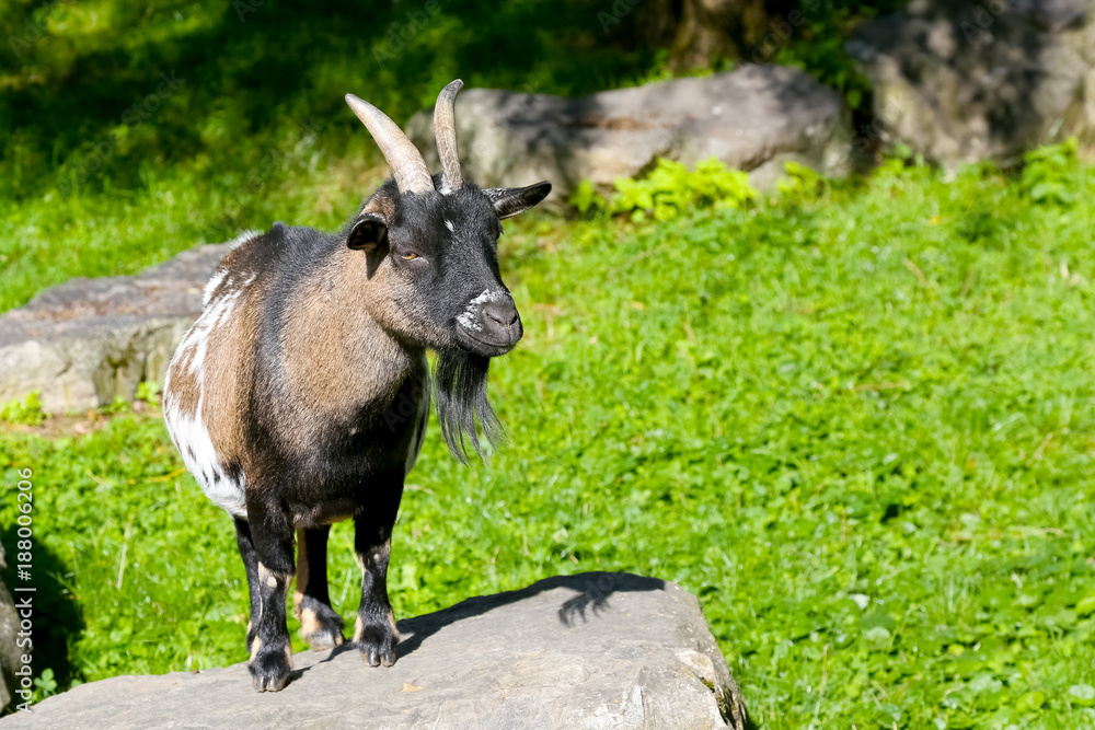 Obraz premium The goat stands on a stone