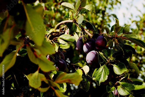 Prunes utilisées pour faire les pruneaux d'Agen