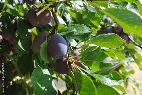 Prunes utilisées pour faire les pruneaux d'Agen