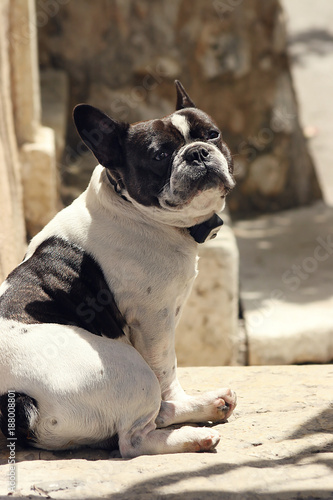 Fototapeta Naklejka Na Ścianę i Meble -  Black and white french bulldog sitting in the sunlight and looking at camera