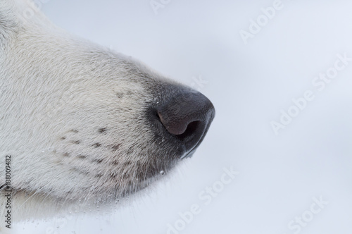 Nose of white shepherd dog