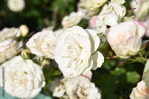 flower  rose  white  wedding  bouquet  flowers  pink  roses  nature  love  spring  green  beauty  garden  plant  petal  bloom  flora  blossom  decoration  floral  leaf  bridal  bunch  romance