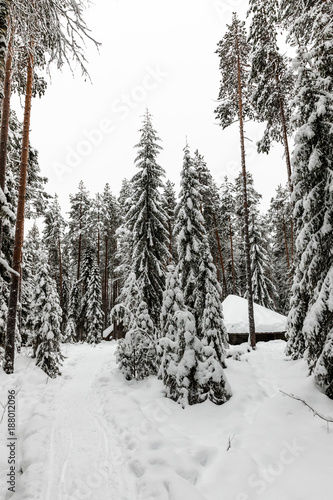 snow-covered forest near The Raudanjoki river, Rovaniemi, Finland.