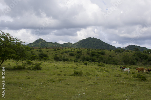 cows on the hills