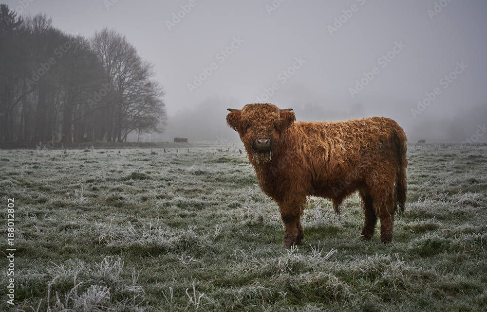 Highlander Highlander