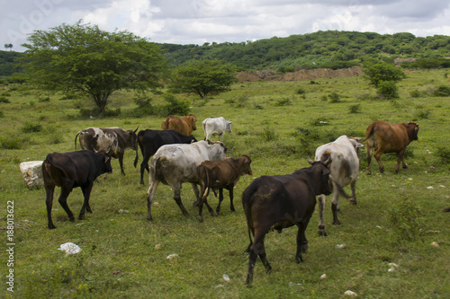 herd of cows going to the field © MacDonald