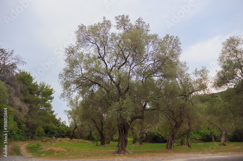 an olive grove. Olive trees in the Park