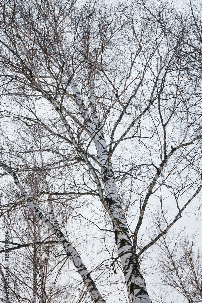 early spring in a birch forest early spring in a birch forest