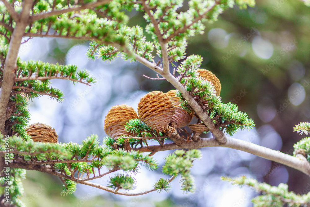 brown cones on branch of conifer tree