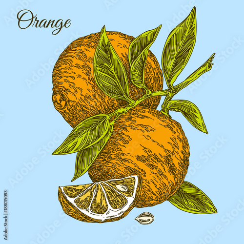Healthy food. Orange on branch with leaves. Color card. Engraving style. Vector illustration.