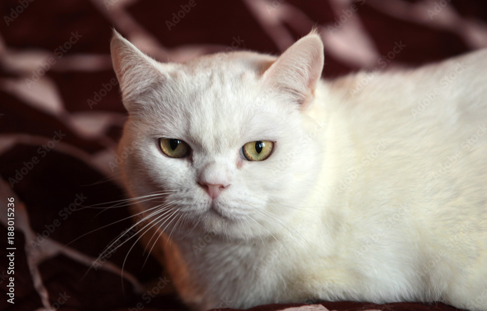  portrait - fat white british cat relaxes on a bed
