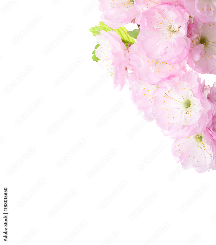  Close-up of  beautiful blossoming Almond branch isolated on white background. Prunus triloba.