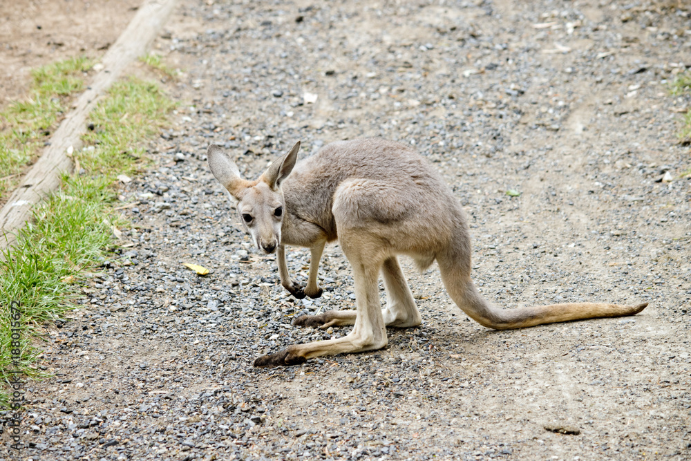 young red kangaroo young red kangaroo