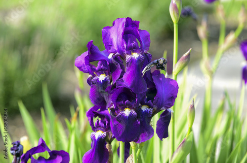 Fototapeta Naklejka Na Ścianę i Meble -  Purple iris flowers