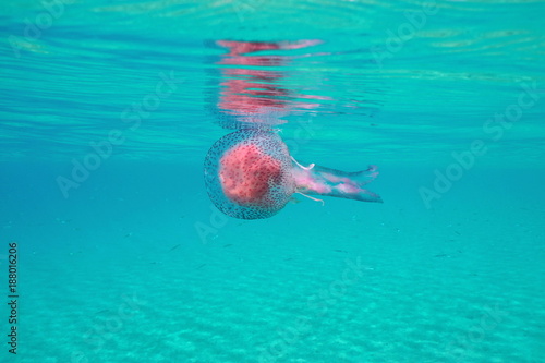 Jellyfish under water surface in the Mediterranean sea, mauve stinger Pelagia noctiluca, Spain, Costa Brava