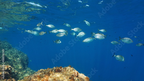 Mediterranean fish sea breams underwater in the marine reserve of Cerbere Banyuls, Vermilion coast, Pyrenees-Orientales, Roussillon, France