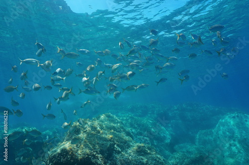 Underwater Mediterranean sea, shoal of fish sea breams salema porgy, Sarpa salpa, Costa Brava, Catalonia, Spain