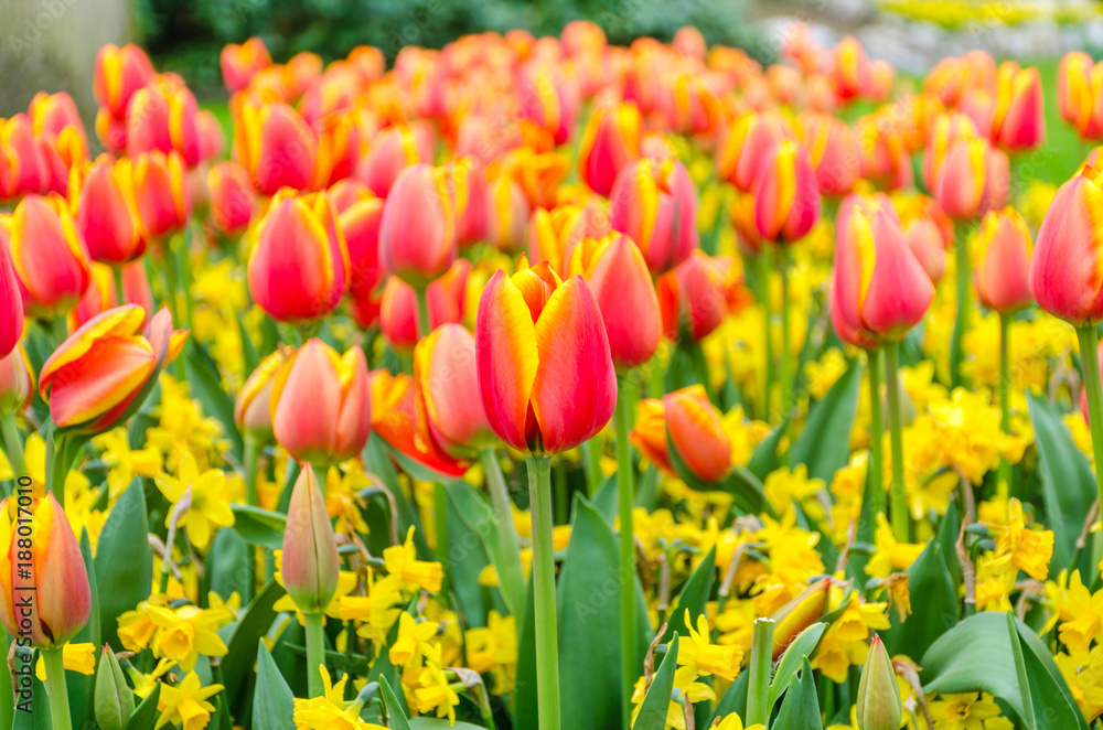 Blooming red tulips and yellow narcissus flowers in Keukenhof garden in Netherlands, Europe.