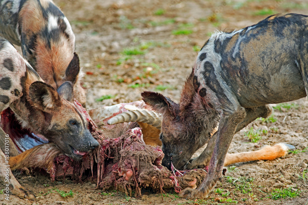 Φωτογραφία African Wild Dogs  (Lycaon pictus) devouring a recent Puku kill in South Luangwa