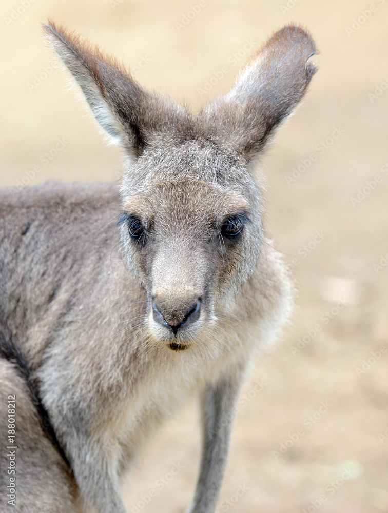 Eastern Grey Kangaroo, seen around outer rural areas of Sydney and Melbourne, Australia