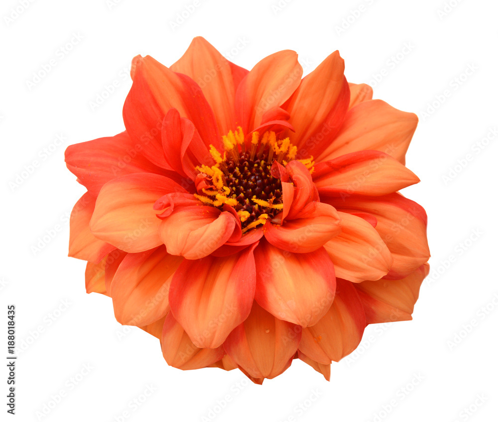 orange dahlia isolated on white background orange dahlia isolated on white background