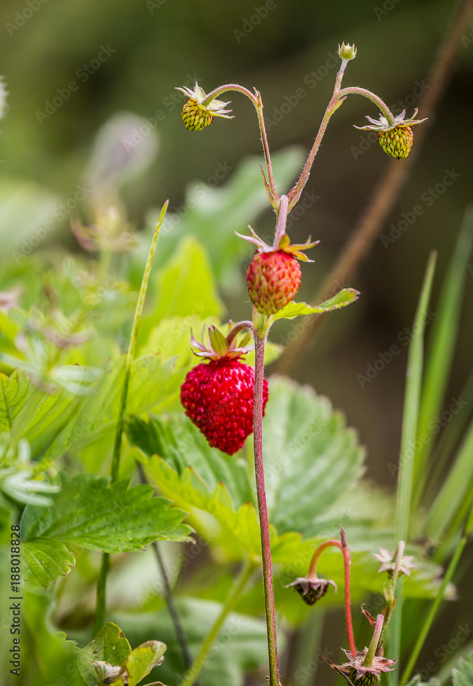 Fraises des bois Fraises des bois