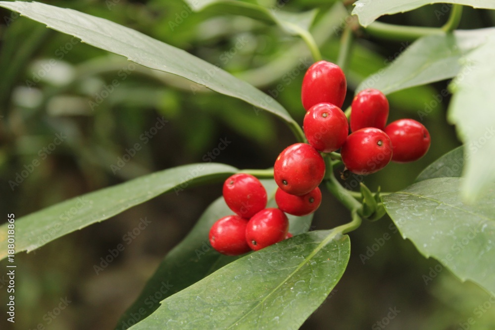 Colorful Holly berries in the garden in winter, Illex aquifolium