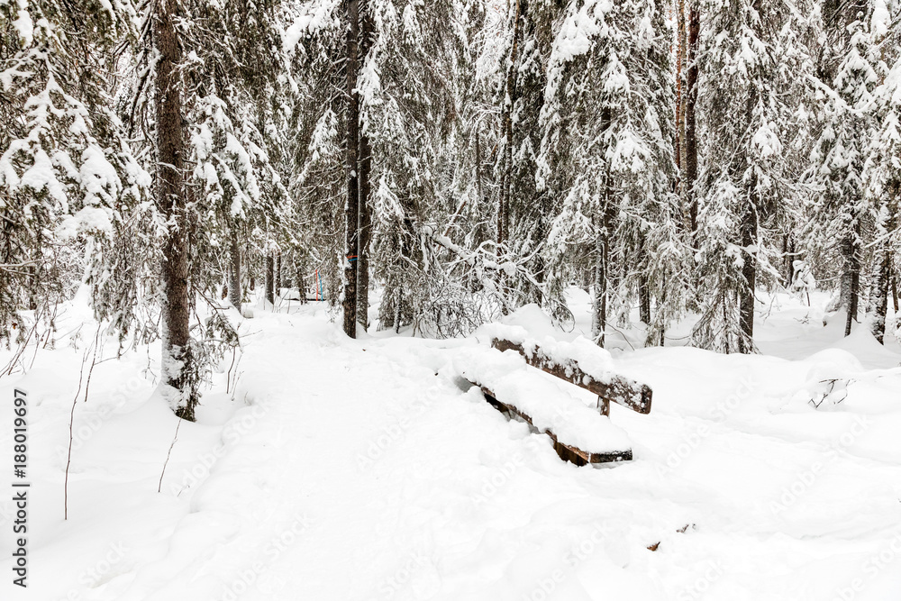 snow-covered forest near The Raudanjoki river, Rovaniemi, Finland. snow-covered forest near The Raudanjoki river, Rovaniemi, Finland.