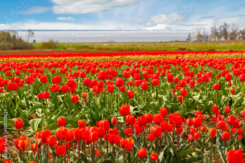 Fields of flowering tulips.