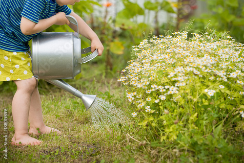 Cute little toddler boy watering plants with watering can in the garden.Adorable little child helping parents to grow vegetables.Activities with children outdoors. © goodmoments