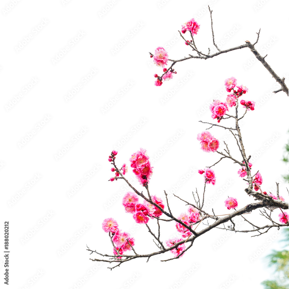 Plum Blossom in early spring. Located in Plum Blossom Hill, Nanjing, Jiangsu, China.