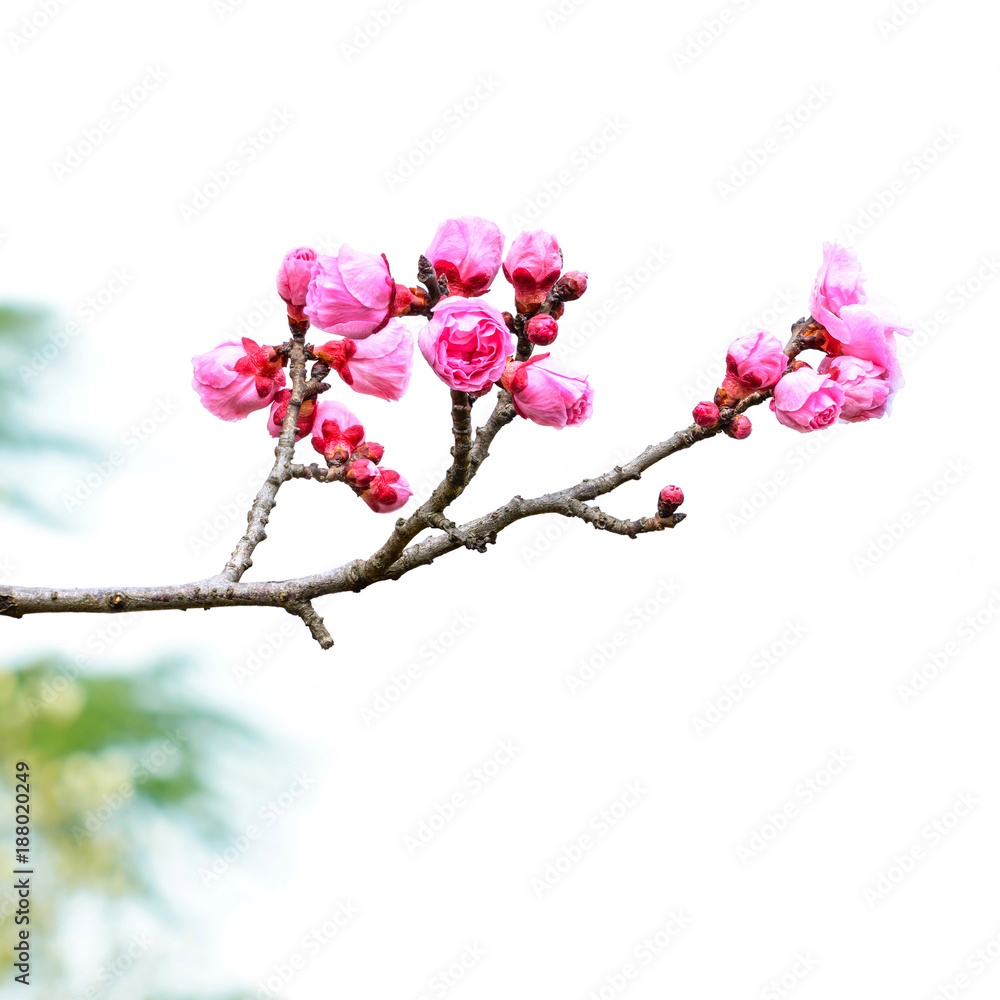 Plum Blossom in early spring. Located in Plum Blossom Hill, Nanjing, Jiangsu, China.