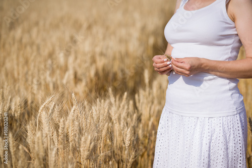 Closeup of young woman s hands holding wheat or rye ear while walking on a golden field on a sunny summer day. Harvest  farming  agriculture.
