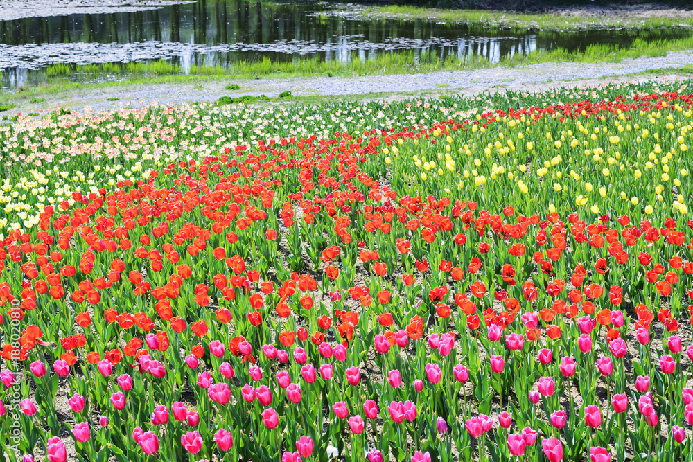 Garden. Located in Shenyang Botanical Garden, Shenyan, Liaoning, China.