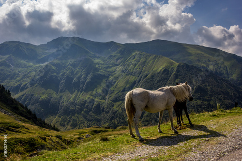 Horses in the mountains 