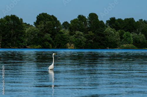 Fototapeta Naklejka Na Ścianę i Meble -  Great egret (ardea alba) on river