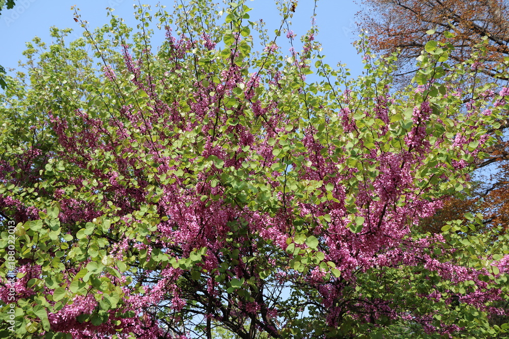 Ordinary Judas tree blooming in spring, Italy Ordinary Judas tree blooming in spring, Italy