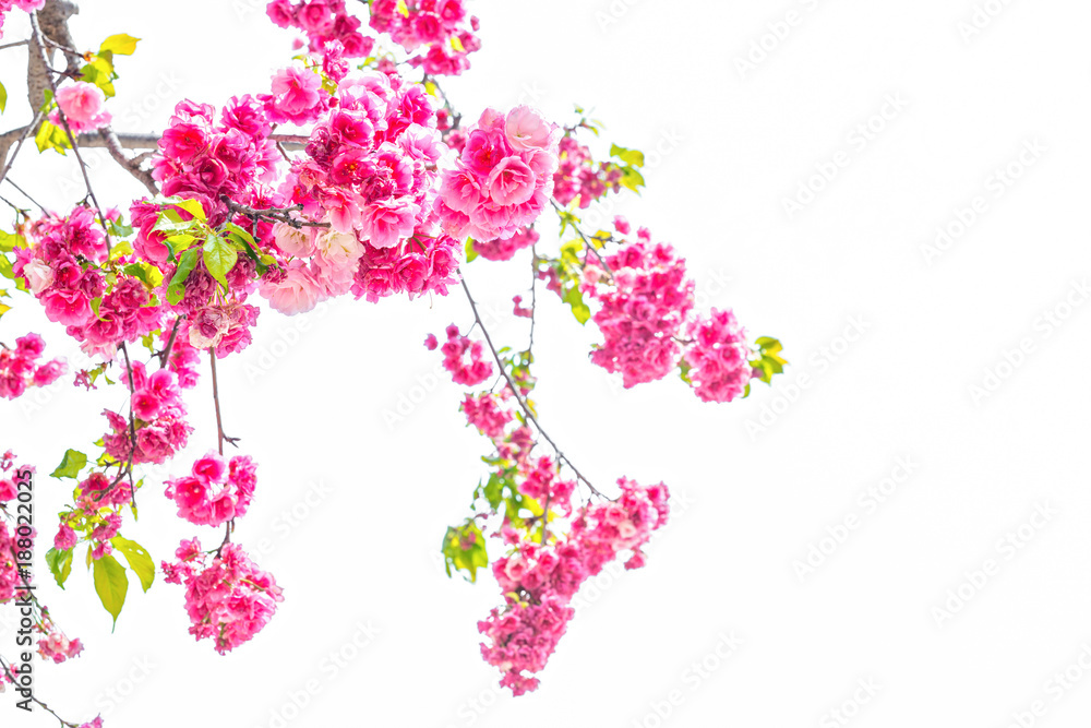 Cherry blossom, sakura flowers isolated on white background.